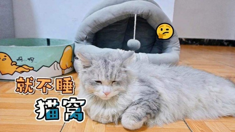 找到了猫咪不爱睡猫窝的7个原因