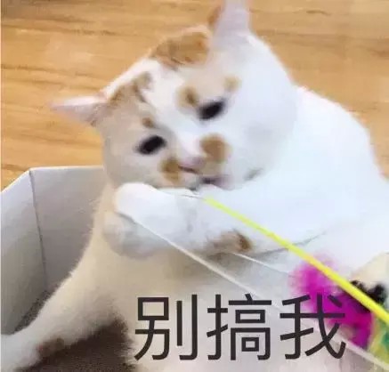 你们觉得猫咪会记仇吗