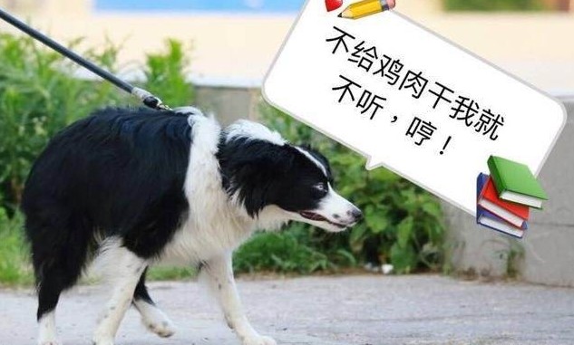 边境牧羊犬体臭很严重不妨试试这些方法轻松解决