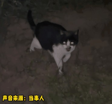 流浪猫妈爬33楼上门要娃网友：来都来了都留下