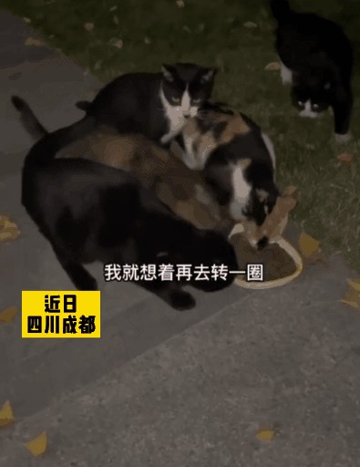 流浪猫妈爬33楼上门要娃网友：来都来了都留下