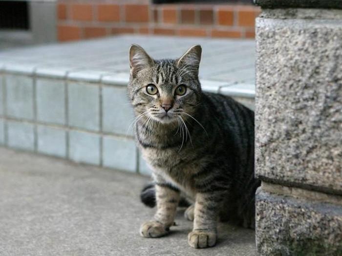 在宠物侦探出现之前，铲屎官痛失爱猫，猫似乎隐藏了所有的行踪