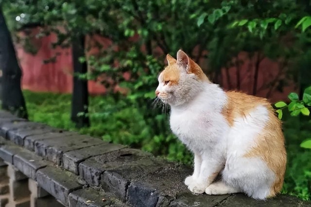 庙里的猫，还是肉食动物？