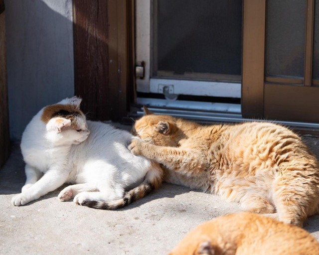 日本流浪猫乐土猫岛被频频投毒被抓80多岁老人拒承认毒猫