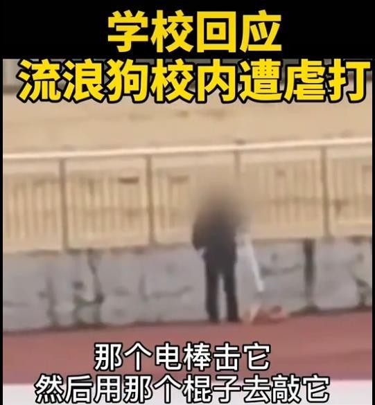 流浪狗误入校园被电击虐打场面触目惊心说好的爱护动物呢