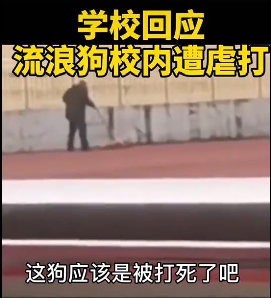 流浪狗误入校园被电击虐打场面触目惊心说好的爱护动物呢