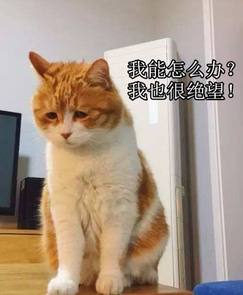 猫咪出现这五种症状，可能是“老年痴呆症”