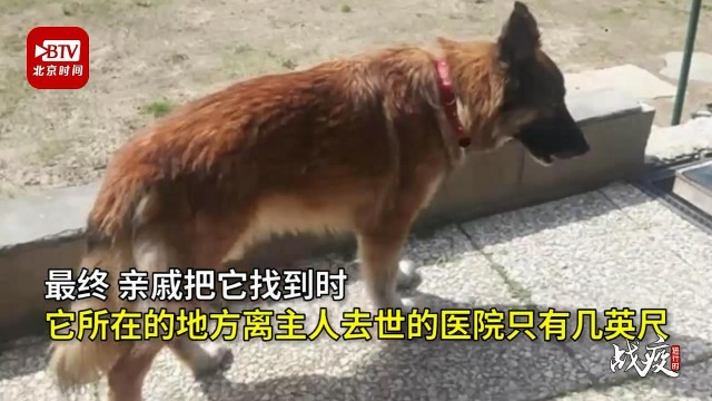 疫情版忠犬八公现实上演：宠物犬苦等因病去世主人场面催人泪下