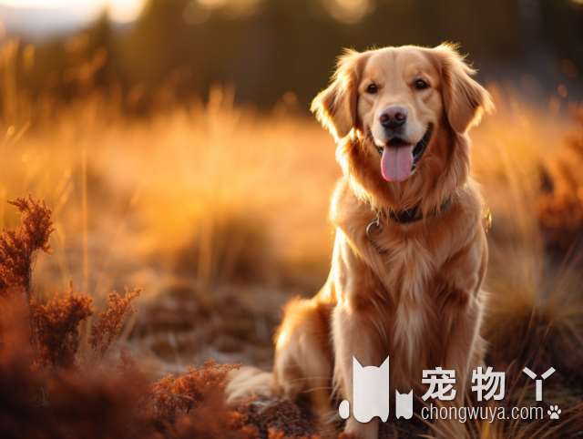 这6件事没做好，想要德国牧羊犬活到15岁，那只能是白日做梦