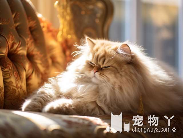 狸花猫最多长到多少斤？