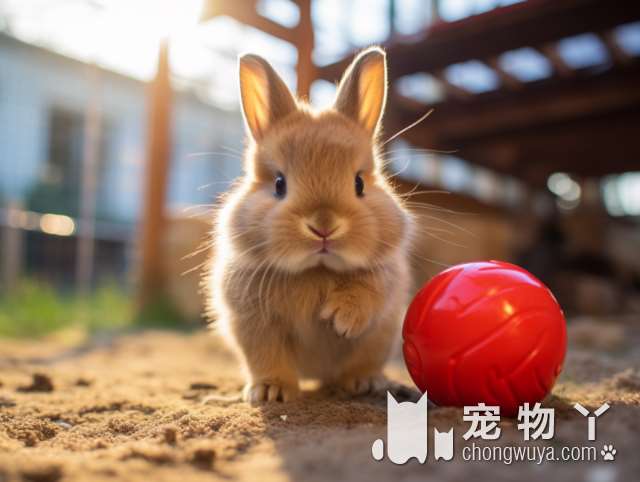 金毛犬饮食指南